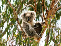 Koala Conservation Reserve Tickets & Optional Entry to Phillip Island Nature Parks